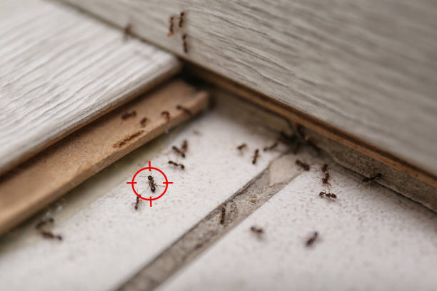 Best Pest Control Near Me in Riverton, UT